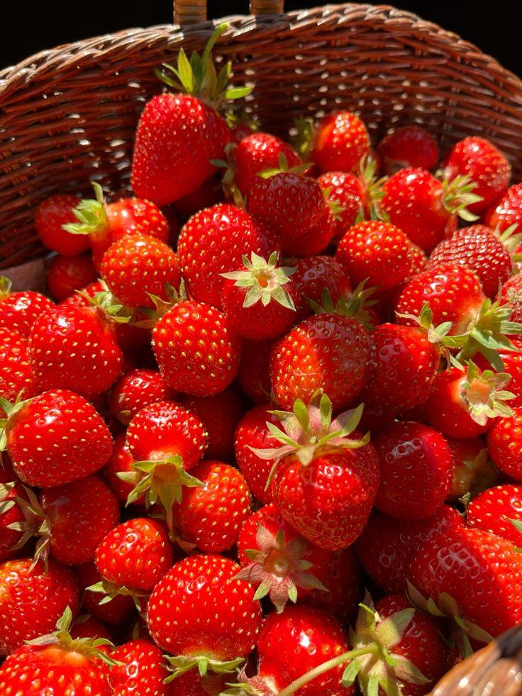 Berry Bounty: Freshness from Farm to Table